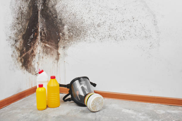 Best Mold Remediation  in Granite Hills, CA