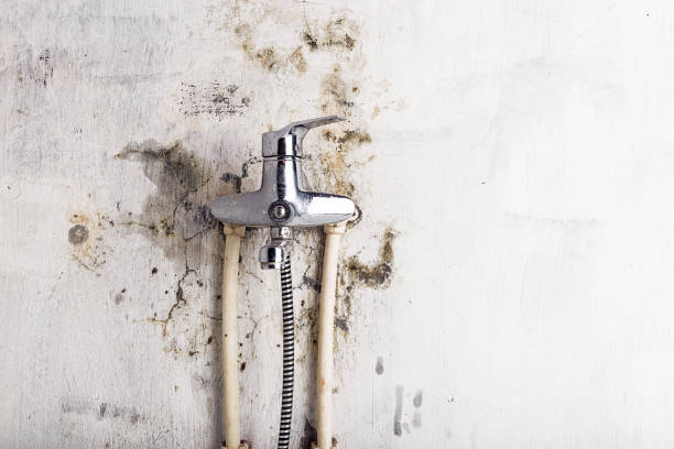Trusted Granite Hills, CA Mold Removal Experts