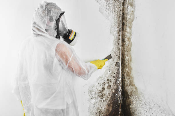 Certified Mold Removal in Granite Hills, CA