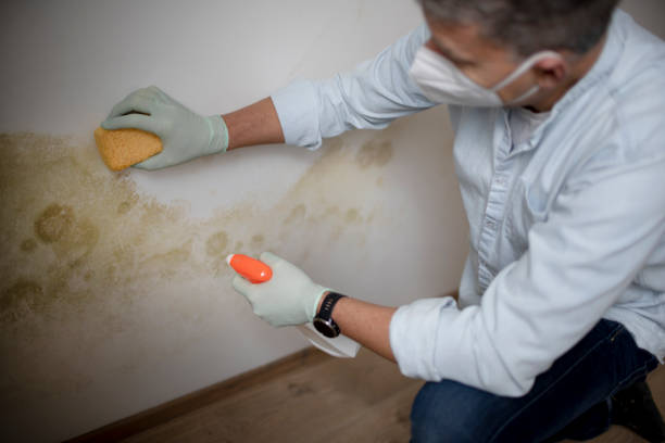 Best Home Mold Removal  in Granite Hills, CA