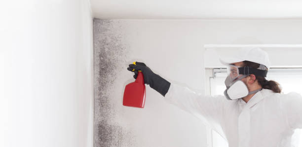 Best Black Mold Removal  in Granite Hills, CA