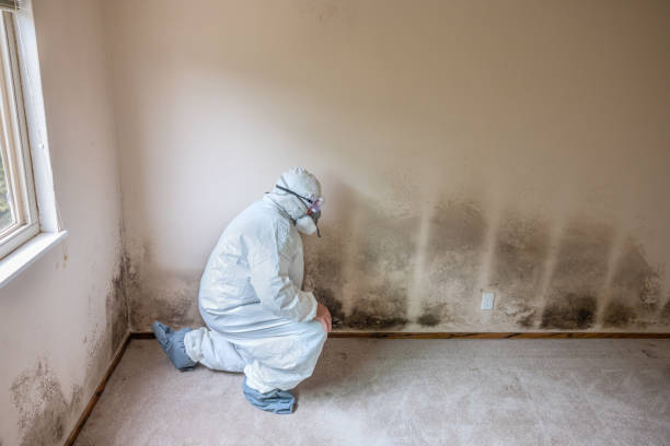 Best Home Mold Removal  in Granite Hills, CA