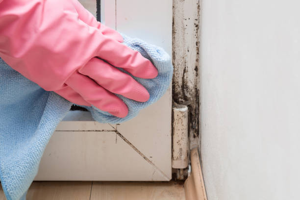 Best Mold Testing and Removal  in Granite Hills, CA